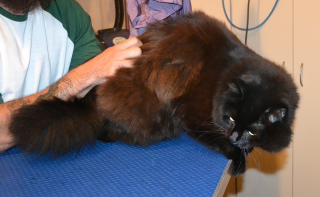 Gary is a Long Hair Domestic x British. He had his nails clipped, his matted fur shaved down and his ears cleaned.