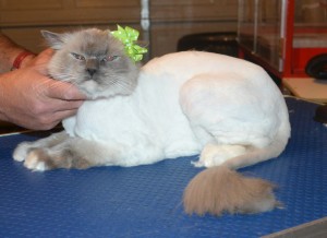 Cuddles is Ragdoll. She had her matted fur shaved down, nails clipped and ears cleaned. — at Kylies Cat Grooming Services.