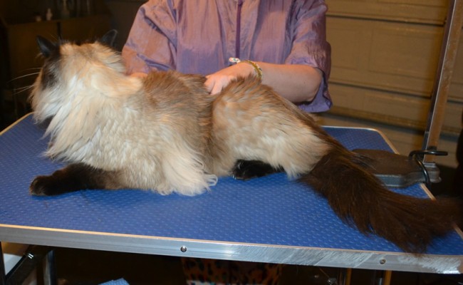 Hendrix is a Ragdoll. He had his nails clipped, his matted fur shaved down and ears cleaned. — at Kylies Cat Grooming Services.