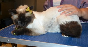 Bella is a Ragdoll. She had her matted fur shaved down, nails clipped, ears cleaned and Front Yellow softpaws put on. — at Kylies Cat Grooming Services.