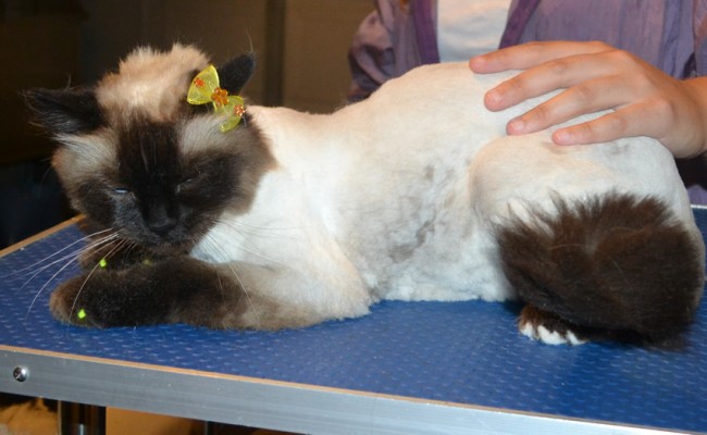 Bella is a Ragdoll. She had her matted fur shaved down, nails clipped, ears cleaned and Front Yellow softpaws put on. — at Kylies Cat Grooming Services.