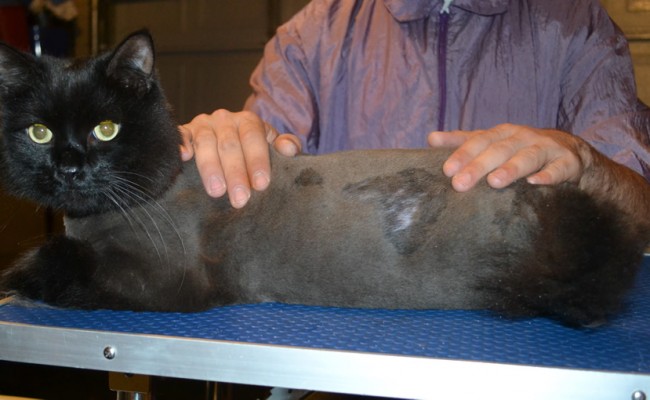 Gary is a Long Hair Domestic x British. He had his nails clipped, his matted fur shaved down and his ears cleaned.