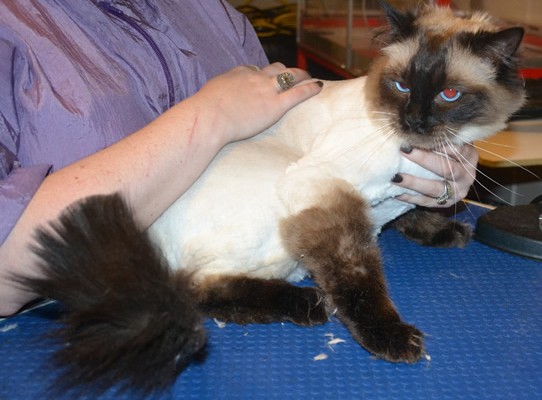 Hendrix is a Ragdoll. He had his nails clipped, his matted fur shaved down and ears cleaned. — at Kylies Cat Grooming Services.
