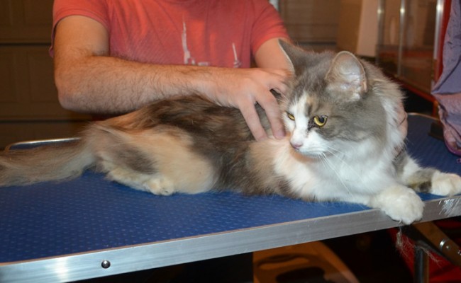 Delilah is a medium hair domestic. She had her nails clipped, her matted fur shaved down and her ears cleaned.