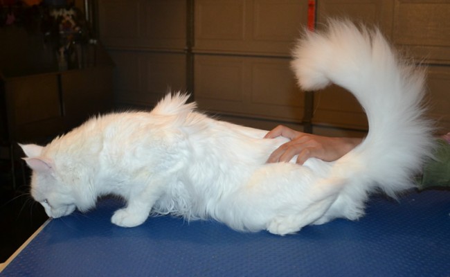 Milko is a Medium hair Domestic. He had his fur shaved down, nails clipped and ears cleaned. — at Kylies Cat Grooming Services.