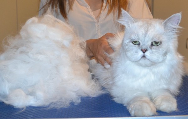 Hubert is a Chinchilla Persian. He had his fur raked, matting shaved out, nails clipped, ears and eyes cleaned and a wash n blow dry. — at Kylies Cat Grooming Services.