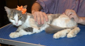 Delilah is a medium hair domestic. She had her nails clipped, her matted fur shaved down and her ears cleaned.
