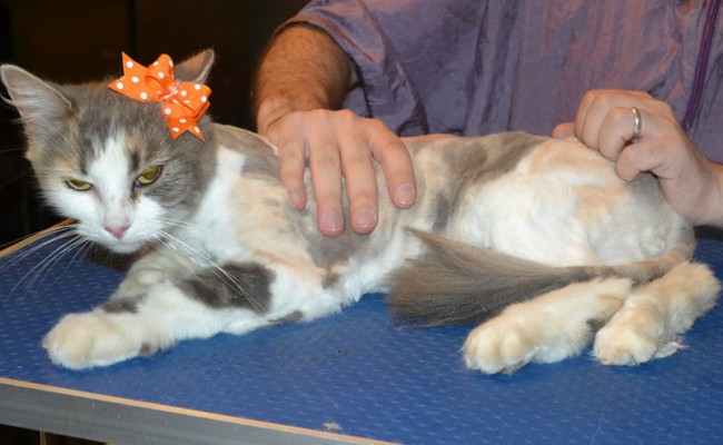 Delilah is a medium hair domestic. She had her nails clipped, her matted fur shaved down and her ears cleaned.