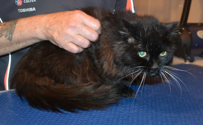 Mystery is a 19 yr old long hair Domestic. She had her matted fur shaved down, nails clipped and ears cleaned. — at Kylies Cat Grooming Services.