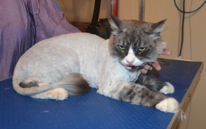 Mimi is a medium to long hair Domestic. He had his fur shaved down, nails clipped and ears cleaned. — at Kylies Cat Grooming Services.