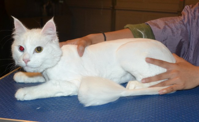 Milko is a Medium hair Domestic. He had his fur shaved down, nails clipped and ears cleaned. — at Kylies Cat Grooming Services.