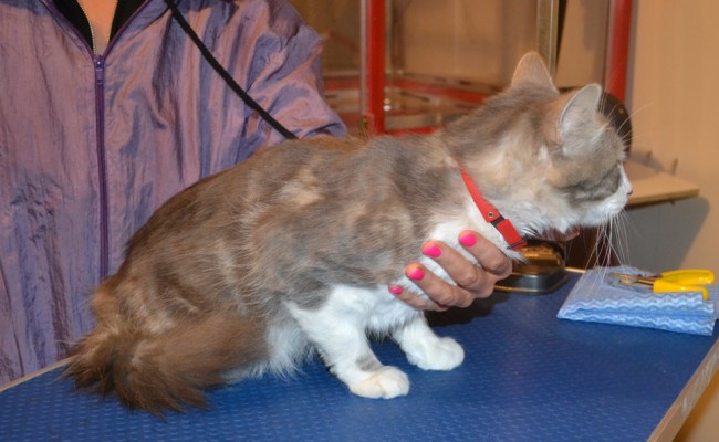 Jasper is a Short / Medium hair Domestic. He had his nails clipped, fur shaved down, a wash n blow dry, ears cleaned and a full set of pink Softpaw nail caps put on. — at Kylies Cat Grooming Services.