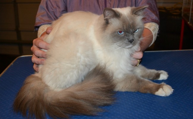 Arnold is a Ragdoll. He had his matted fur shaved down, nails clipped and ears cleaned and a wash. — at Kylies Cat Grooming Services.