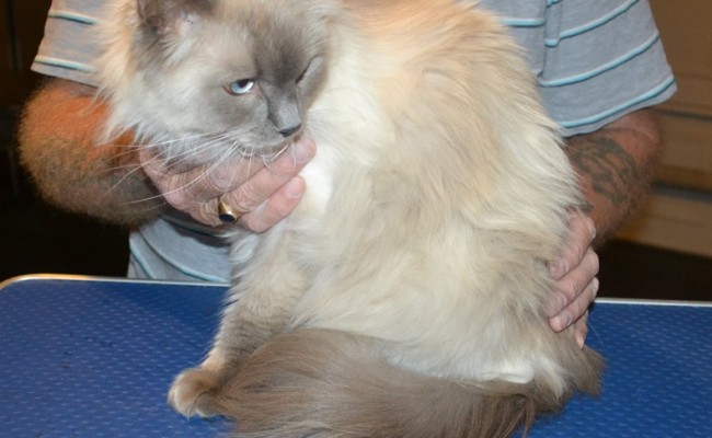 Katie is a Ragdoll. She had her fur shaved down, nails clipped and ears cleaned. — at Kylies Cat Grooming Services.