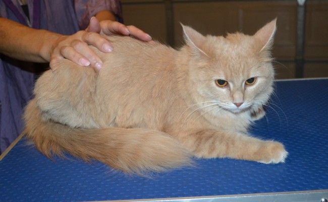 China is a Medium Hair Domestic. She had her fur shaved down, nails clipped, ears cleaned and a wash n blow dry. — at Kylies Cat Grooming Services.