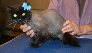 Mystery is a 19 yr old long hair Domestic. She had her matted fur shaved down, nails clipped and ears cleaned. — at Kylies Cat Grooming Services.
