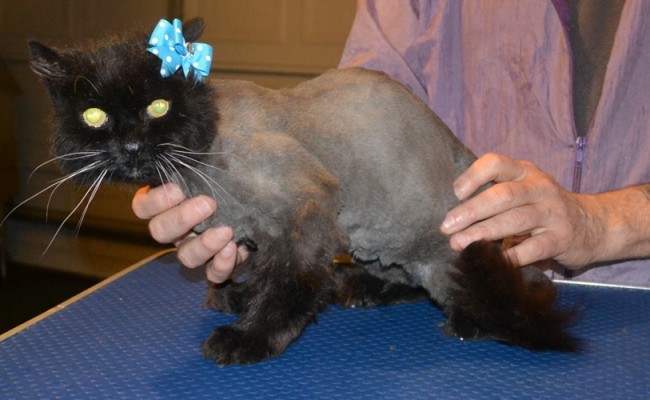 Mystery is a 19 yr old long hair Domestic. She had her matted fur shaved down, nails clipped and ears cleaned. — at Kylies Cat Grooming Services.