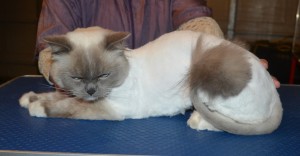 Arnold is a Ragdoll. He had his matted fur shaved down, nails clipped and ears cleaned and a wash. — at Kylies Cat Grooming Services.