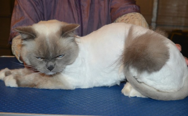 Arnold is a Ragdoll. He had his matted fur shaved down, nails clipped and ears cleaned and a wash. — at Kylies Cat Grooming Services.