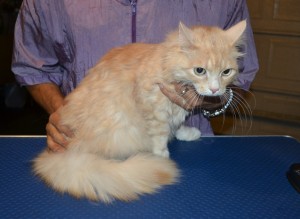 Pixel is a Siberian. He had his fur shaved down, nails clipped and ears cleaned. — at Kylies Cat Grooming Services.
