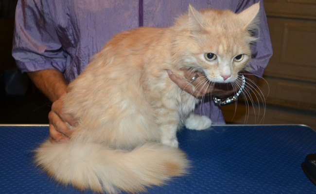 Pixel is a Siberian. He had his fur shaved down, nails clipped and ears cleaned. — at Kylies Cat Grooming Services.