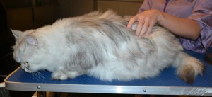 Billy is a Chinchilla Persian. He had his fur shaved down ,nails clipped and ears cleaned. — at Kylies Cat Grooming Services.