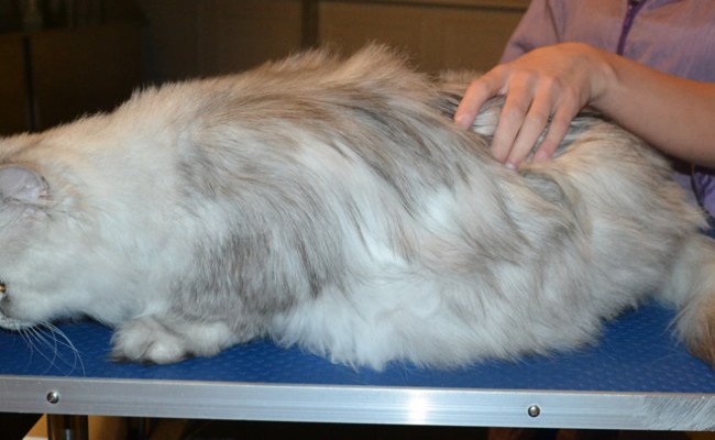 Billy is a Chinchilla Persian. He had his fur shaved down ,nails clipped and ears cleaned. — at Kylies Cat Grooming Services.