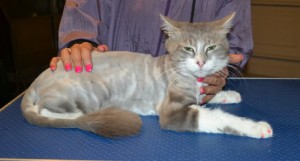 Jasper is a Short / Medium hair Domestic. He had his nails clipped, fur shaved down, a wash n blow dry, ears cleaned and a full set of pink Softpaw nail caps put on. — at Kylies Cat Grooming Services.