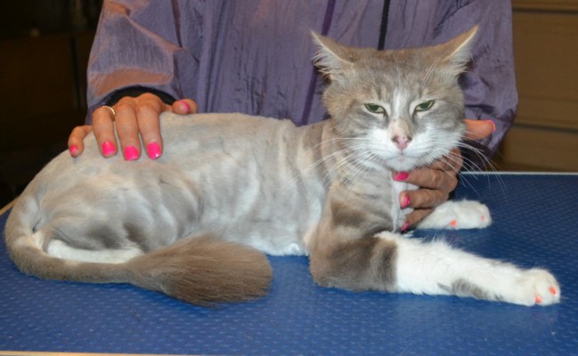 Jasper is a Short / Medium hair Domestic. He had his nails clipped, fur shaved down, a wash n blow dry, ears cleaned and a full set of pink Softpaw nail caps put on. — at Kylies Cat Grooming Services.