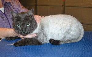 Solomon is a Short hair Domestic. He had his fur shaved down, nails clipped and ears cleaned. — at Kylies Cat Grooming Services