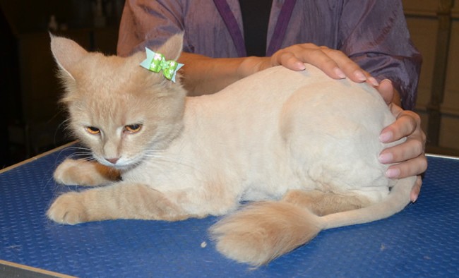 China is a Medium Hair Domestic. She had her fur shaved down, nails clipped, ears cleaned and a wash n blow dry. — at Kylies Cat Grooming Services.