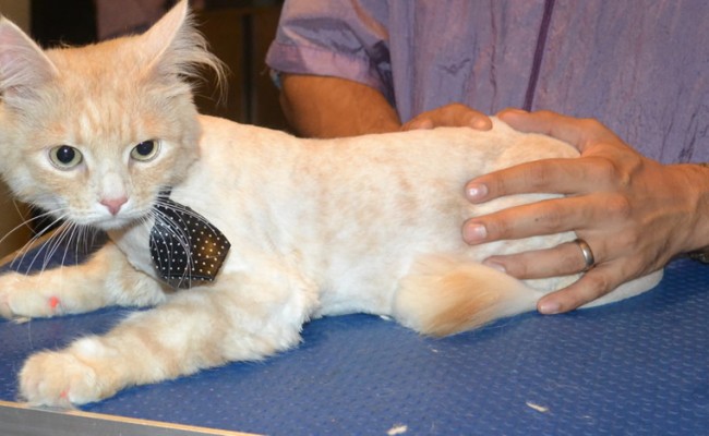 Pixel is a Siberian. He had his fur shaved down, nails clipped and ears cleaned. — at Kylies Cat Grooming Services.