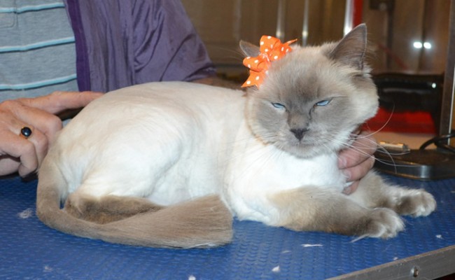 Katie is a Ragdoll. She had her fur shaved down, nails clipped and ears cleaned. — at Kylies Cat Grooming Services.
