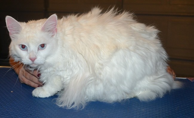 Molly is a Ragdoll x. She had her matted fur shaved down, nails clipped, ears cleaned and a wash n blow dry. — at Kylies Cat Grooming Services.