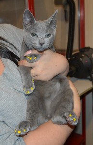 Jaspa is a Russian Blue Kitten. He had his nails clipped and a full set of yellow softpaw kitten nail caps put on — at Kylies Cat Grooming Services.