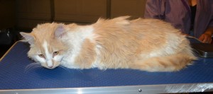 Snickers is a Medium Hair Domestic. He had his matted fur shaved down, nails clipped and ears cleaned. — at Kylies Cat Grooming Services.