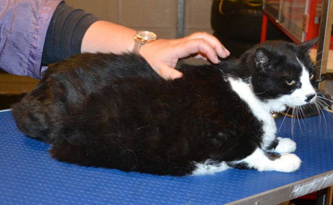 Rosie is a Moggy x Persian. She has her nails clipped, ears cleaned and her fur shaved down. — at Kylies Cat Grooming Services.