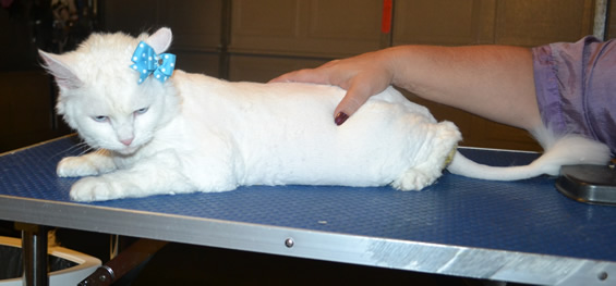 Molly is a Ragdoll x. She had her matted fur shaved down, nails clipped, ears cleaned and a wash n blow dry. — at Kylies Cat Grooming Services.
