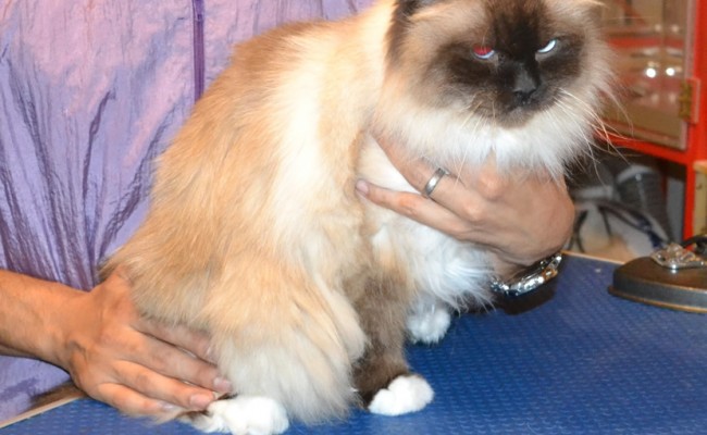 Hawk is a Burman. He had his matted fur shaved down, nails clipped, and his ears cleaned. — at Kylies Cat Grooming Services.