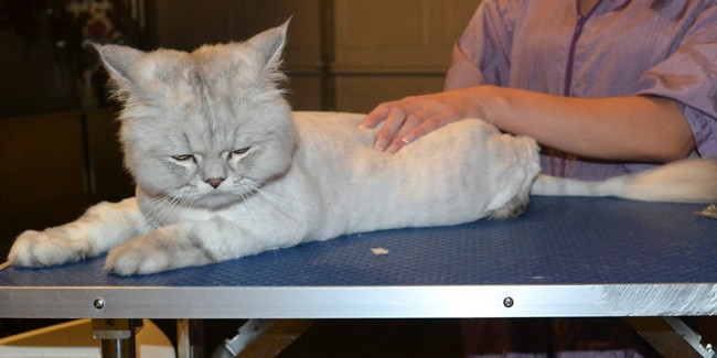 Billy is a Chinchilla Persian. He had his fur shaved down ,nails clipped and ears cleaned. — at Kylies Cat Grooming Services.