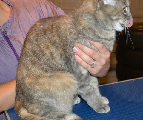 Tiny is a Short hair Domestic. She had her nails clipped, fur shaved down and ears cleaned. — at Kylies Cat Grooming Services.