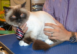 Hawk is a Burman. He had his matted fur shaved down, nails clipped, and his ears cleaned. — at Kylies Cat Grooming Services.