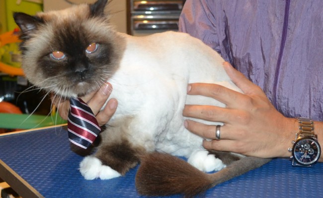 Hawk is a Burman. He had his matted fur shaved down, nails clipped, and his ears cleaned. — at Kylies Cat Grooming Services.