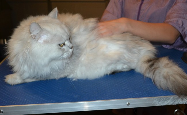 Nimo is a Chinchilla Persian. He had his fur shaved down ,nails clipped and ears cleaned. — at Kylies Cat Grooming Services.