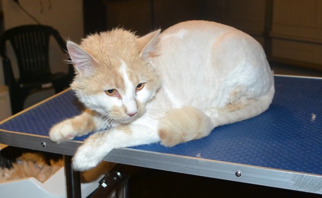 Snickers is a Medium Hair Domestic. He had his matted fur shaved down, nails clipped and ears cleaned. — at Kylies Cat Grooming Services.