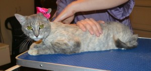 Tiny is a Short hair Domestic. She had her nails clipped, fur shaved down and ears cleaned. — at Kylies Cat Grooming Services.