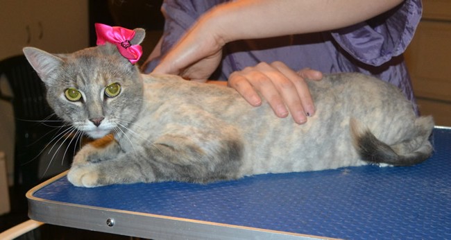 Tiny is a Short hair Domestic. She had her nails clipped, fur shaved down and ears cleaned. — at Kylies Cat Grooming Services.