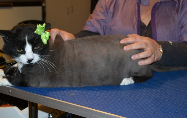Rosie is a Moggy x Persian. She has her nails clipped, ears cleaned and her fur shaved down. — at Kylies Cat Grooming Services.