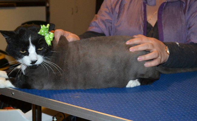 Rosie is a Moggy x Persian. She has her nails clipped, ears cleaned and her fur shaved down. — at Kylies Cat Grooming Services.