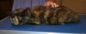 Furgie is a Medium Hair Domestic. She had her nails clipped, fur shaved down with a Mohawk and her ears cleaned. — at Kylies Cat Grooming Services.